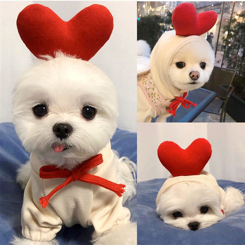 Cute Fruit Dog Clothes for Sma - Winter Clothing Pictures review and price